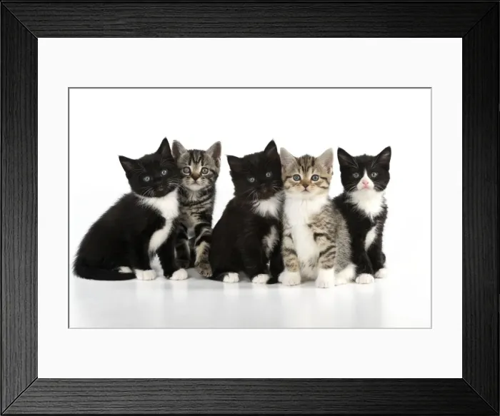 Framed Print : CAT. Kittens sitting together Framed Print : CAT. Kittens sitting together