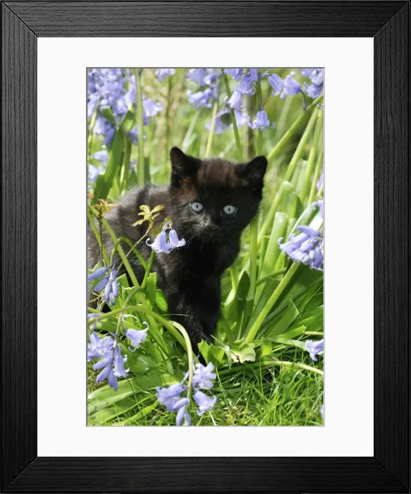 Framed Print : KITTEN. ( black ) in bluebells Framed Print : KITTEN. ( black ) in bluebells