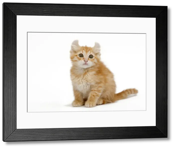 Framed Print : Cat - American Curl red tabby kitten in studio Framed Print : Cat - American Curl red tabby kitten in studio