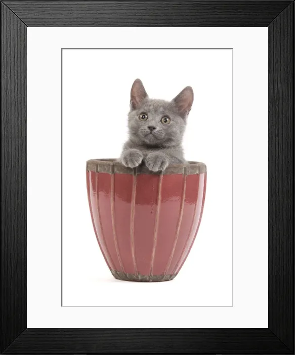 Framed Print : Cat - Chartreux kitten in flowerpot Framed Print : Cat - Chartreux kitten in flowerpot