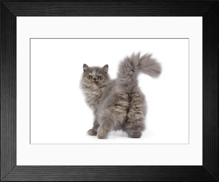 Framed Print : Cat - Persian kitten in studio - backview Framed Print : Cat - Persian kitten in studio - backview