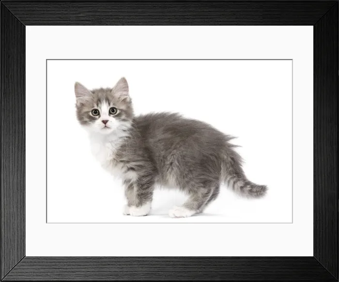 Framed Print : Cat - kitten in studio Framed Print : Cat - kitten in studio