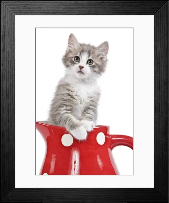 Framed Print : Cat - kitten in red jug Framed Print : Cat - kitten in red jug