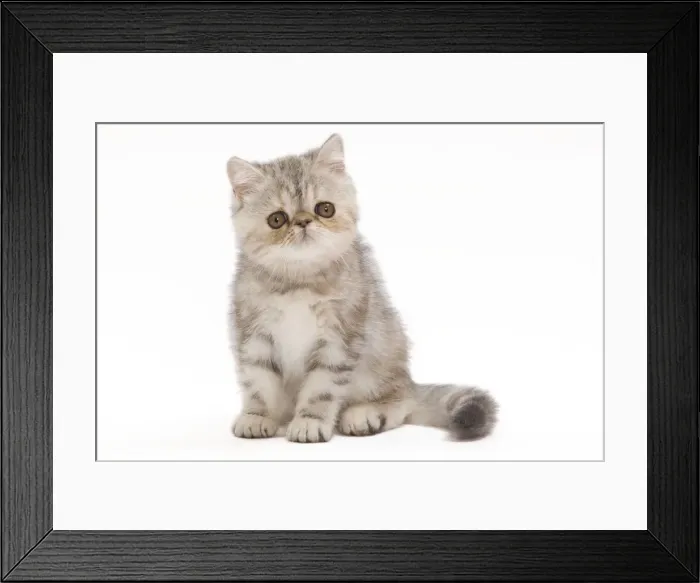 Framed Print : Cat - Exotic Black Tortie Silver Tabby - 2 month old kitten in studio Framed Print : Cat - Exotic Black Tortie Silver Tabby - 2 month old kitten in studio