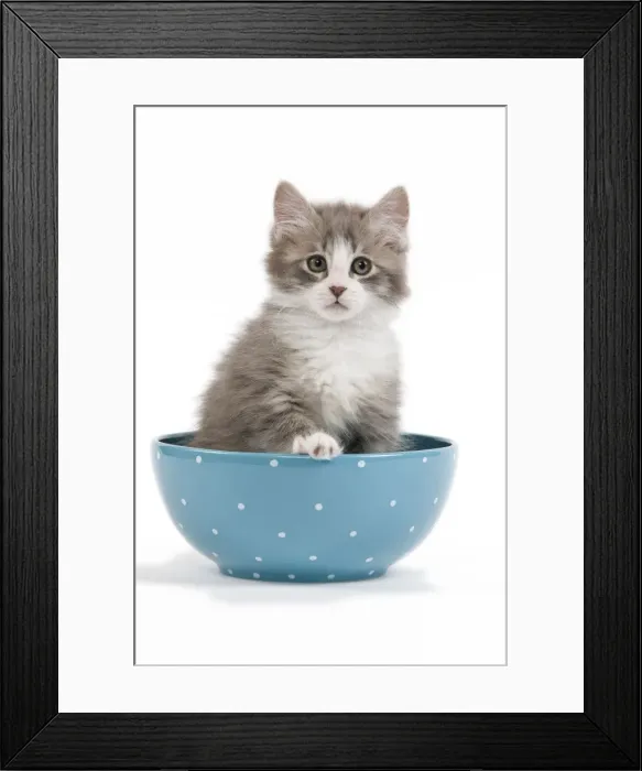 Framed Print : Cat - kitten in blue bowl Framed Print : Cat - kitten in blue bowl
