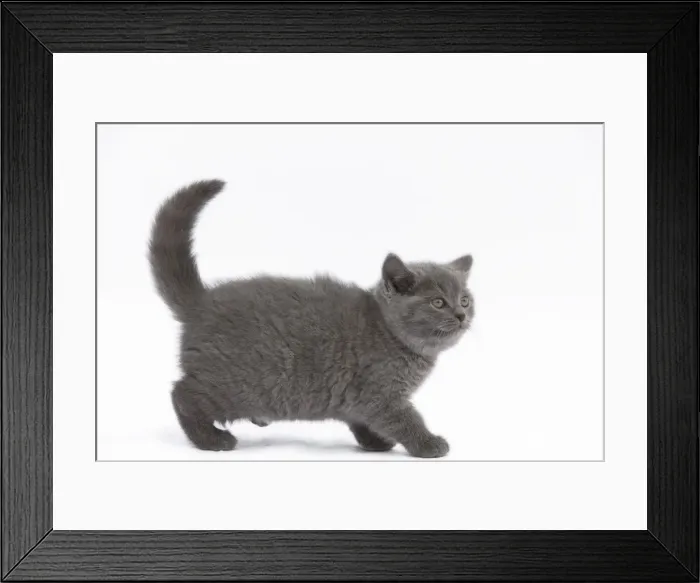 Framed Print : Cat - Chartreux kitten in studio Framed Print : Cat - Chartreux kitten in studio