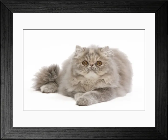 Framed Print : Cat - Persian blue & creme blotched tabby - 6 month old kitten in studio Framed Print : Cat - Persian blue & creme blotched tabby - 6 month old kitten in studio