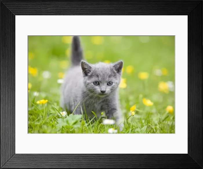 Framed Print : Cat - Chartreux kitten in grass Framed Print : Cat - Chartreux kitten in grass