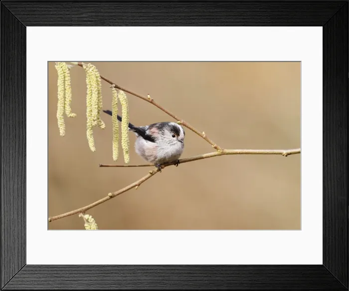 Framed Print : Long tailed Tit - on catkins 8423 Framed Print : Long tailed Tit - on catkins 8423