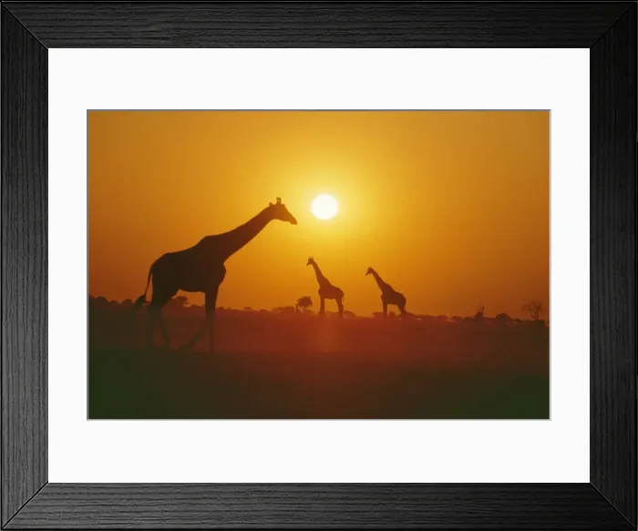 Framed Print : Giraffe - silhouettes, Botswana, Africa Framed Print : Giraffe - silhouettes, Botswana, Africa