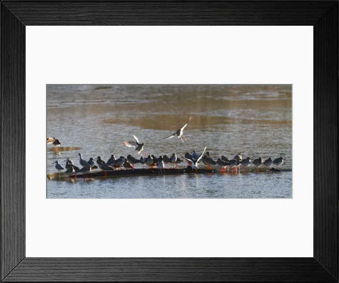 Framed Print : Redshank & Greenshank (Tringa nebularia) - gathering 8463 Framed Print : Redshank & Greenshank (Tringa nebularia) - gathering 8463