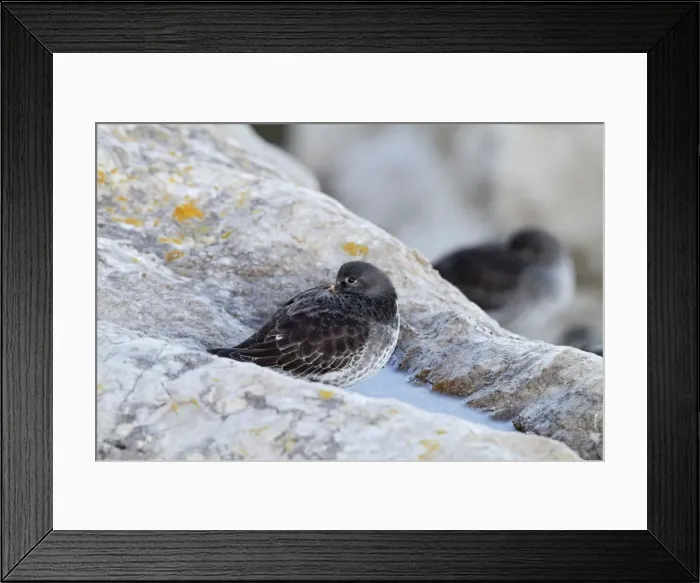 Framed Print : Purple Sandpiper - resting 8511 Framed Print : Purple Sandpiper - resting 8511