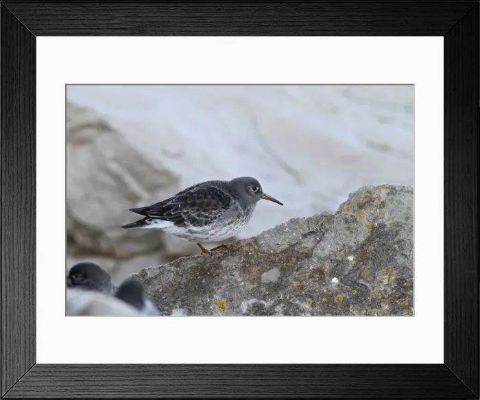 Framed Print : Purple Sandpiper - waiting for tide 8511 Framed Print : Purple Sandpiper - waiting for tide 8511