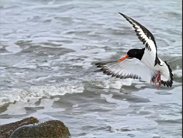 Oystercatcher - landing on rock - North Wales 8536