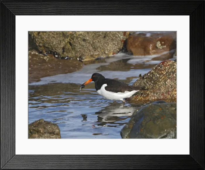 Framed Print : Oystercatcher - feeding on mussel 8550 Framed Print : Oystercatcher - feeding on mussel 8550
