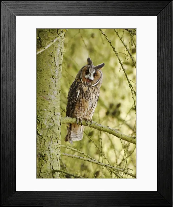 Framed Print : Long eared Owl - calling from larch tree 8562 Framed Print : Long eared Owl - calling from larch tree 8562