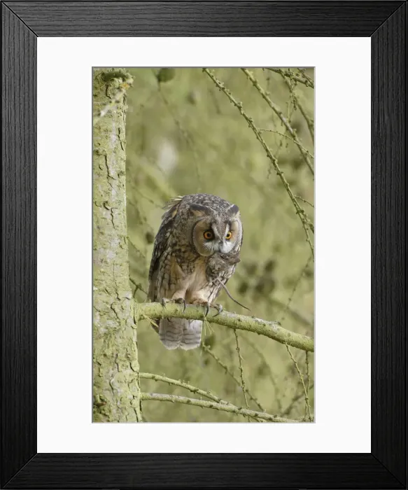 Framed Print : Long eared Owl - with prey in larch tree 8565 Framed Print : Long eared Owl - with prey in larch tree 8565
