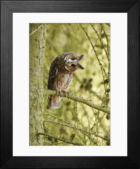 Framed Print : Long eared Owl - turning head in larch tree 8563 Framed Print : Long eared Owl - turning head in larch tree 8563