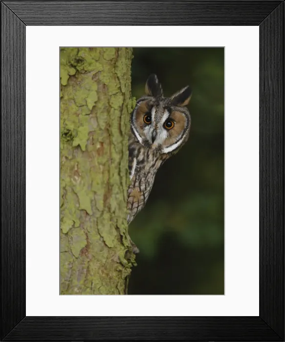 Framed Print : Long eared Owl - looks around larch tree 8570 Framed Print : Long eared Owl - looks around larch tree 8570
