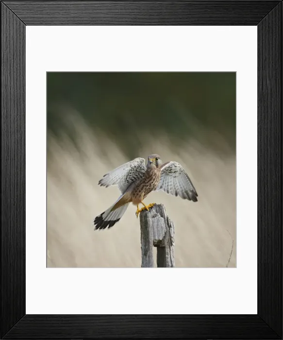 Framed Print : Kestrel - young male takes off from fence post 8573 Framed Print : Kestrel - young male takes off from fence post 8573
