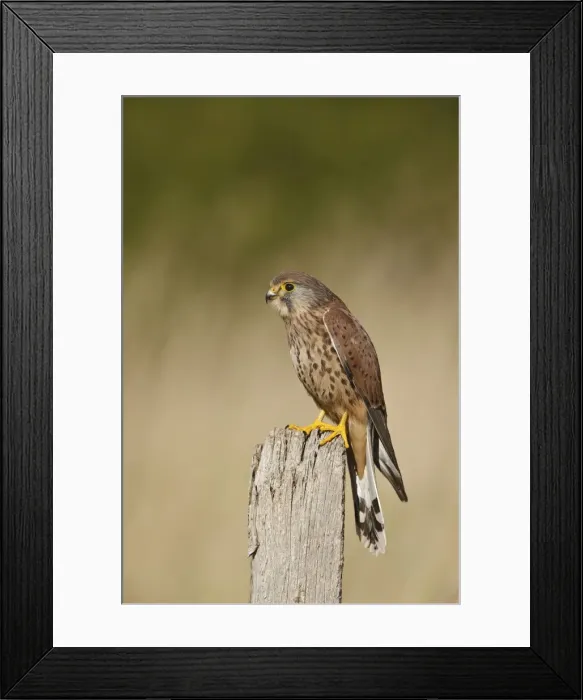 Framed Print : Kestrel - young male on fence post 8575 Framed Print : Kestrel - young male on fence post 8575
