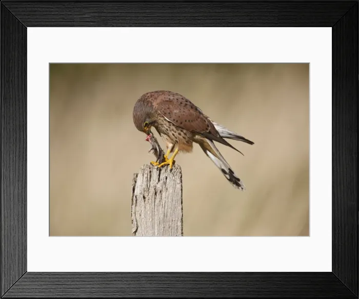 Framed Print : Kestrel - young male feeding on prey - on fence post 8591 Framed Print : Kestrel - young male feeding on prey - on fence post 8591