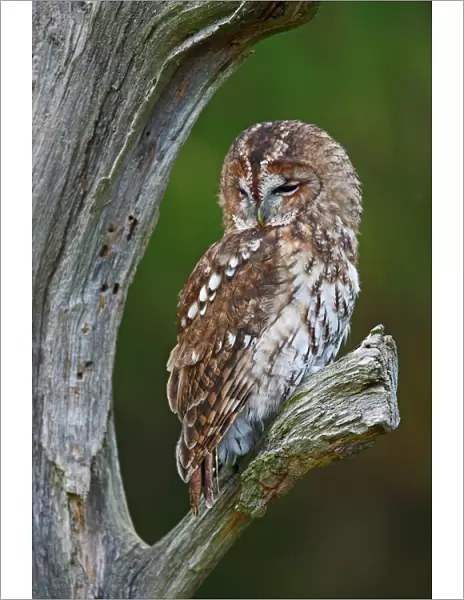 Tawny Owl - resting on dead tree 8616