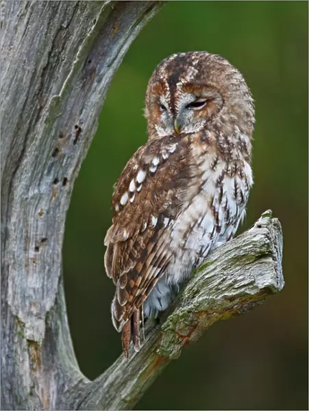 Tawny Owl - resting on dead tree 8616