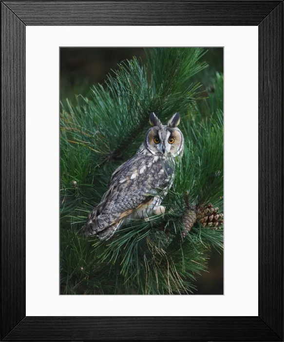 Framed Print : Long eared Owl - in pine tree 8625 Framed Print : Long eared Owl - in pine tree 8625