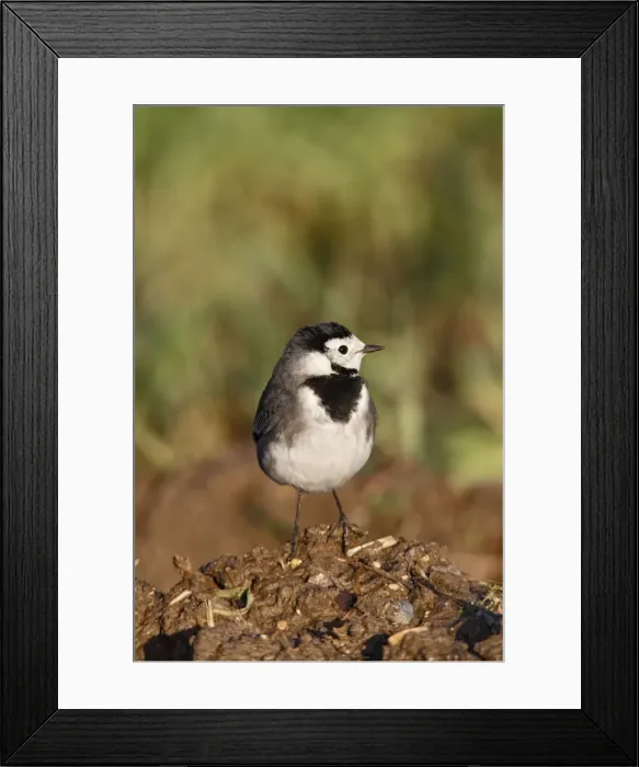 Framed Print : Pied Wagtail - on muck heap looking for flies - Bedfordshire UK 8636 Framed Print : Pied Wagtail - on muck heap looking for flies - Bedfordshire UK 8636