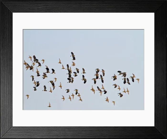 Framed Print : Golden Plover & Lapwing (Vanellus vanellus) mixed flock in flight - Bedfordshire UK 8638 Framed Print : Golden Plover & Lapwing (Vanellus vanellus) mixed flock in flight - Bedfordshire UK 8638