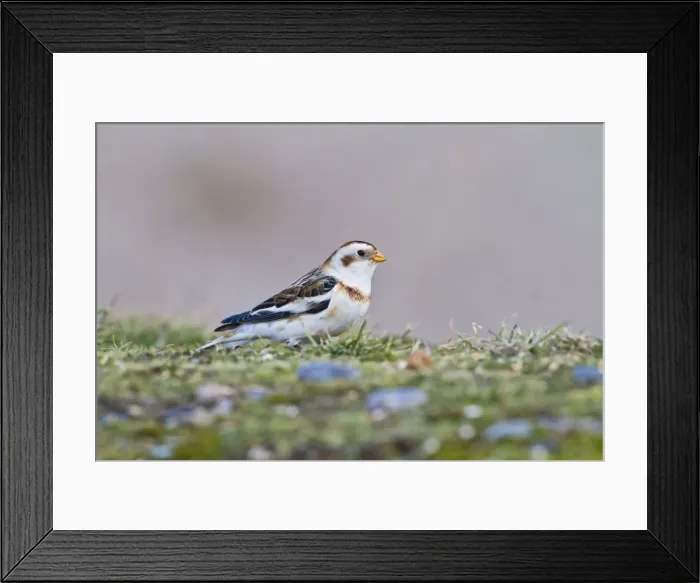 Framed Print : Snow Bunting - feeding - Norfolk UK 9067 Framed Print : Snow Bunting - feeding - Norfolk UK 9067