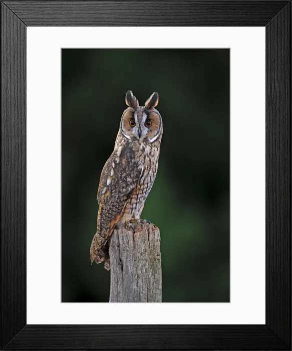 Framed Print : Long eared Owl - on fence post 8632 Framed Print : Long eared Owl - on fence post 8632