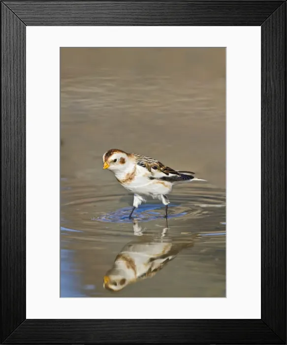 Framed Print : Snow Bunting - bathing - Norfolk UK 9070 Framed Print : Snow Bunting - bathing - Norfolk UK 9070