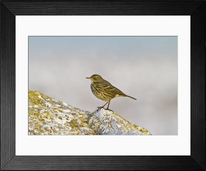 Framed Print : Rock Pipit - on rock near seashore 8663 Framed Print : Rock Pipit - on rock near seashore 8663