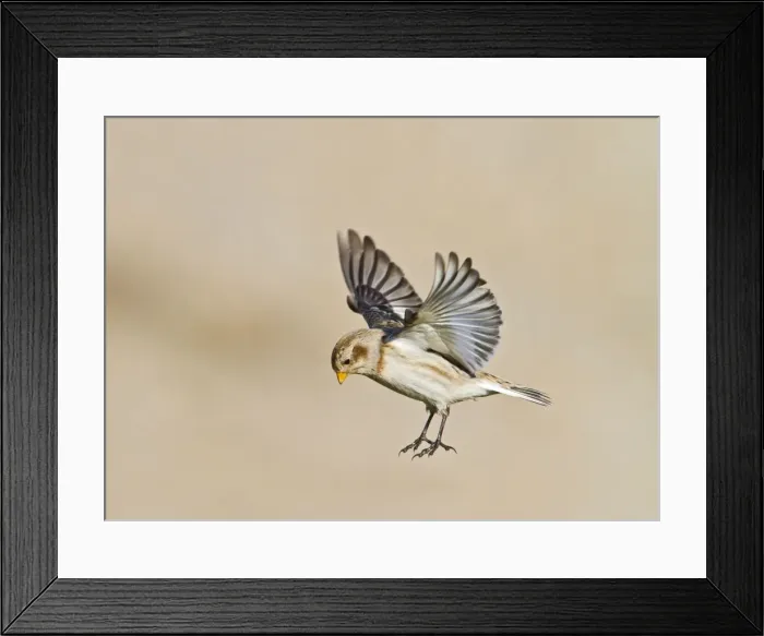 Framed Print : Snow Bunting - in flight landing - Norfolk UK 9086 Framed Print : Snow Bunting - in flight landing - Norfolk UK 9086