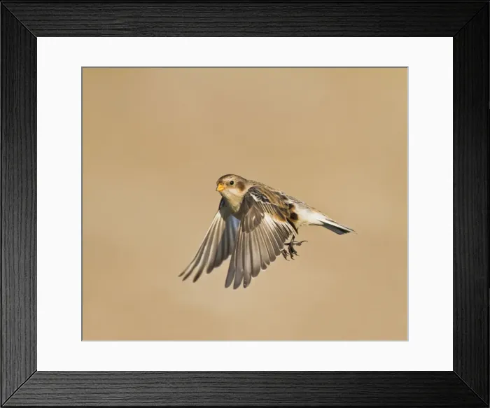 Framed Print : Snow Bunting - in flight - Norfolk UK 9119 Framed Print : Snow Bunting - in flight - Norfolk UK 9119