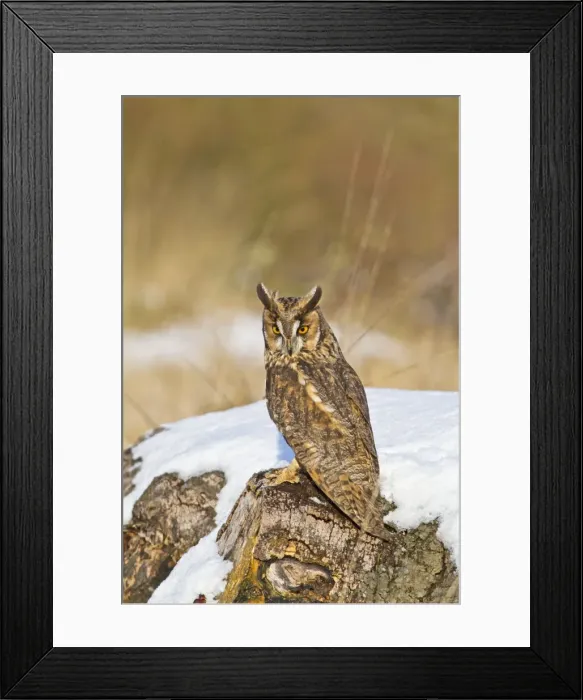 Framed Print : Long eared Owl - on stump in snow - controlled conditions 8676 Framed Print : Long eared Owl - on stump in snow - controlled conditions 8676