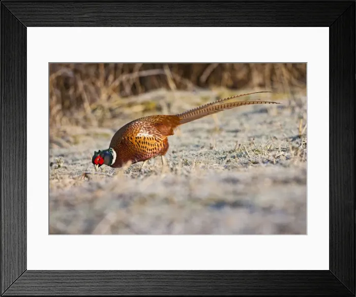 Framed Print : Pheasant - feeding in frost - Bedfordshire UK 9125 Framed Print : Pheasant - feeding in frost - Bedfordshire UK 9125