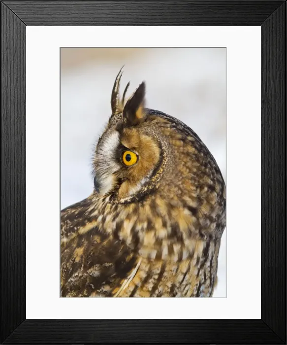 Framed Print : Long eared Owl - in snow - close up - controlled conditions 8678 Framed Print : Long eared Owl - in snow - close up - controlled conditions 8678
