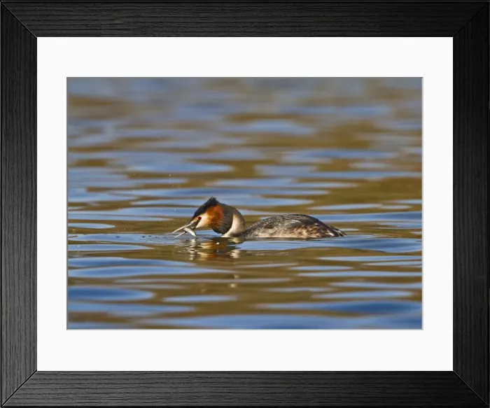 Framed Print : Great Crested Grebe - with fish in beak - Hertfordshire UK 9153 Framed Print : Great Crested Grebe - with fish in beak - Hertfordshire UK 9153