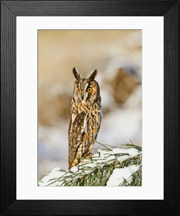 Framed Print : Long eared Owl - on snowy branch - camouflage posture - controlled conditions 8693 Framed Print : Long eared Owl - on snowy branch - camouflage posture - controlled conditions 8693