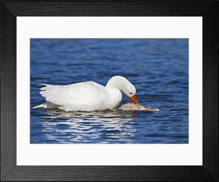 Framed Print : Geese - mating - showing danger to female 9142 Framed Print : Geese - mating - showing danger to female 9142