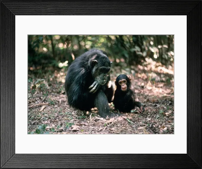 Framed Print : CHIMPANZEE - Fifi with Ferdinand, 1 yr old Gombe, Tanzania, Africa Framed Print : CHIMPANZEE - Fifi with Ferdinand, 1 yr old Gombe, Tanzania, Africa