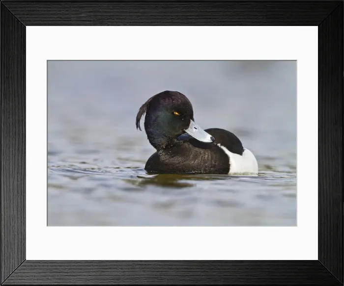Framed Print : Tufted Duck - male swimming - Hertfordshire UK 9176 Framed Print : Tufted Duck - male swimming - Hertfordshire UK 9176