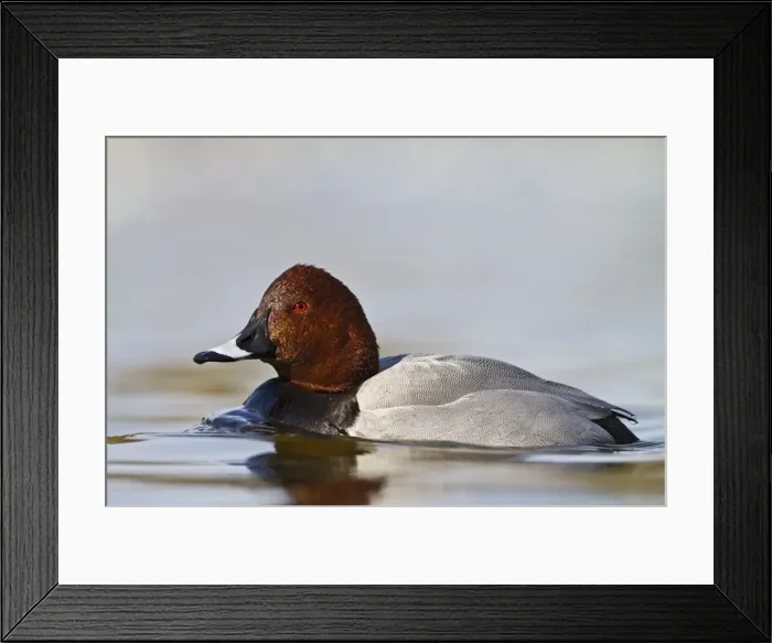 Framed Print : Pochard - male swimming - Hertfordshire UK 9175 Framed Print : Pochard - male swimming - Hertfordshire UK 9175