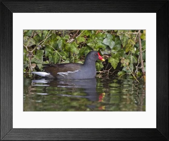 Framed Print : Moorhen - swimming - showing reflection - Hertfordshire UK 9195 Framed Print : Moorhen - swimming - showing reflection - Hertfordshire UK 9195
