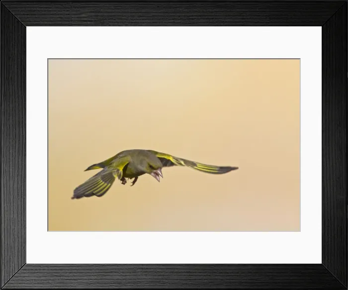 Framed Print : Greenfinch - in flight - Bedfordshire UK 9205 Framed Print : Greenfinch - in flight - Bedfordshire UK 9205