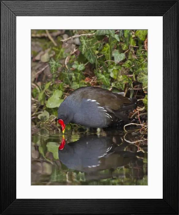 Framed Print : Moorhen - close up with reflection - Hertfordshire UK 9199 Framed Print : Moorhen - close up with reflection - Hertfordshire UK 9199