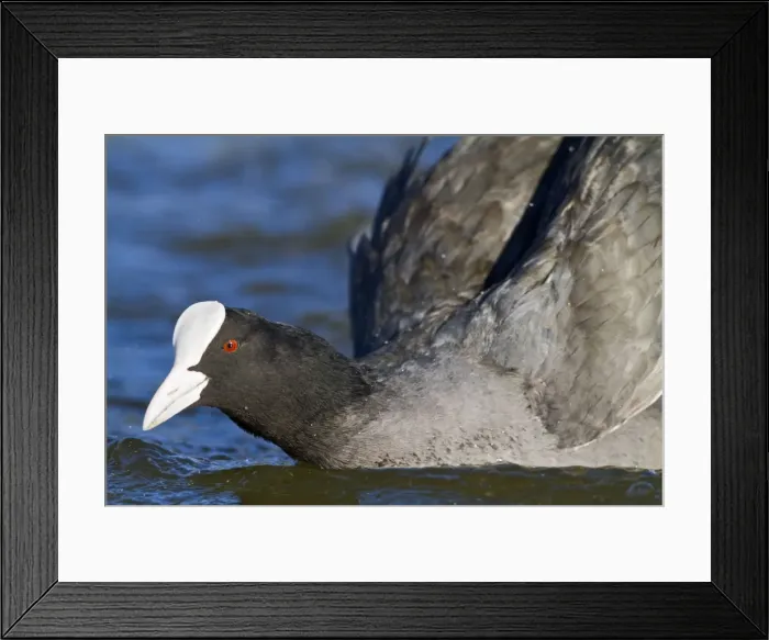 Framed Print : Coot - close up on water - Hertfordshire UK 9212 Framed Print : Coot - close up on water - Hertfordshire UK 9212